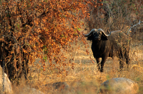 Buffle d'afrique, syncerus caffer, Parc national de Ruaha, Tanzanie photo