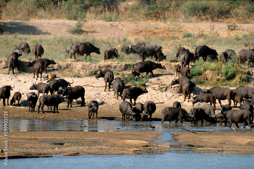 Buffle d'afrique, syncerus caffer, Parc national de Ruaha, Tanzanie photo