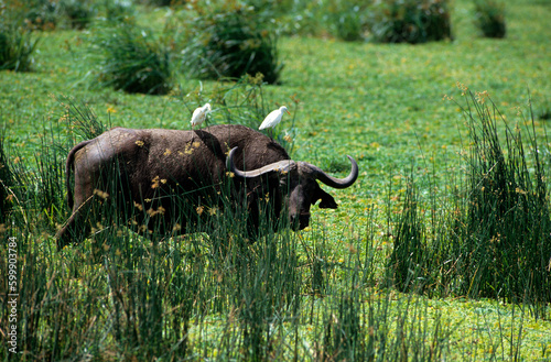 Buffle d'afrique, syncerus caffer , Héron garde boeufs,.Bubulcus ibis , Western Cattle Egret, Parc national de Masai Mara, Kenya