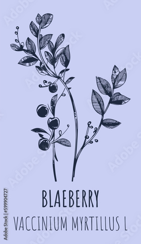 European blueberry bush or VACCINIUM MYRTILLUS L with ripe berries in vintage style. Vector illustration 