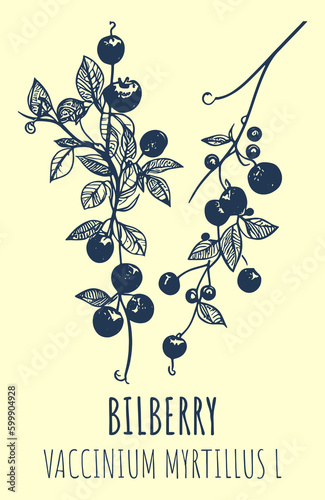 European blueberry bush or VACCINIUM MYRTILLUS L with ripe berries in vintage style. Vector illustration
