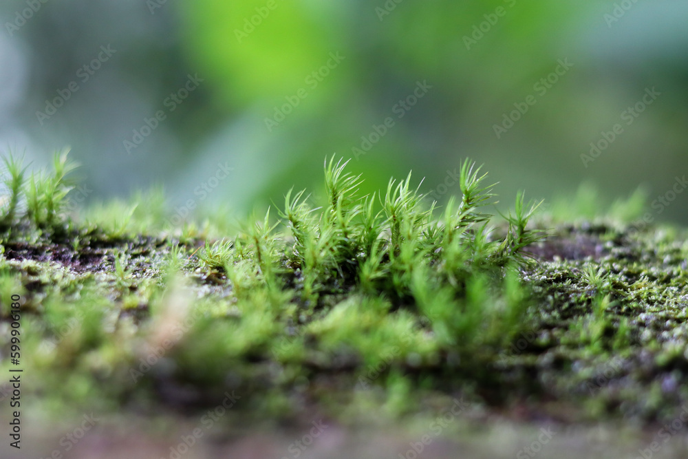 Close-up of moss growing on a tree trunk with a blurred green background. Natural detail shot with a soft, organic texture Close-up of moss growing on a tree trunk with a blurred green background. Natural detail shot with a soft, organic texture