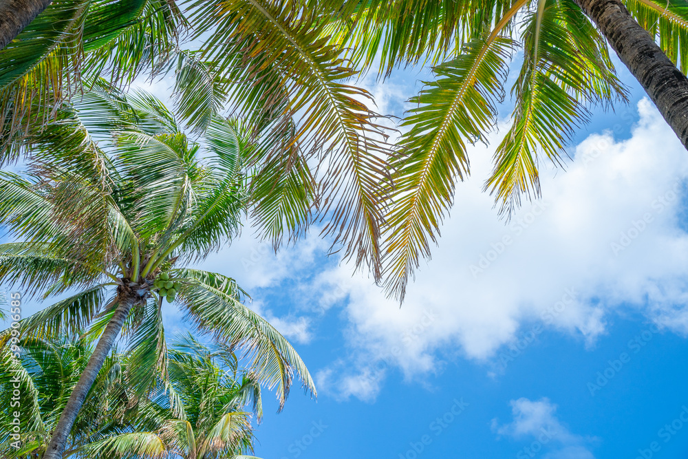 palm trees against blue sky palm trees against blue sky