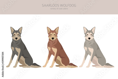 Saarloos Wolfdog clipart. All coat colors set. All dog breeds characteristics infographic