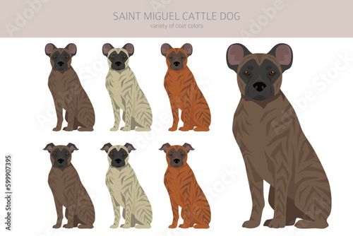 Saint Miguel Cattle dog clipart. All coat colors set.  All dog breeds characteristics infographic