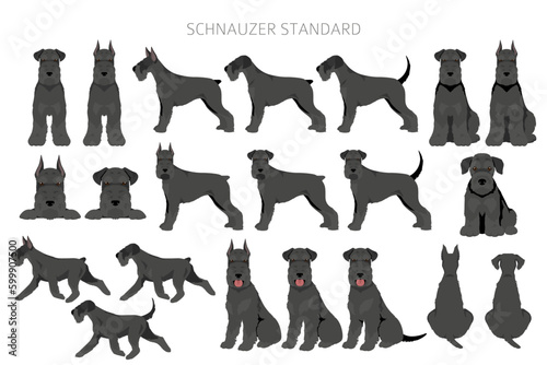 Schhnauzer Standard clipart. Different poses, coat colors set