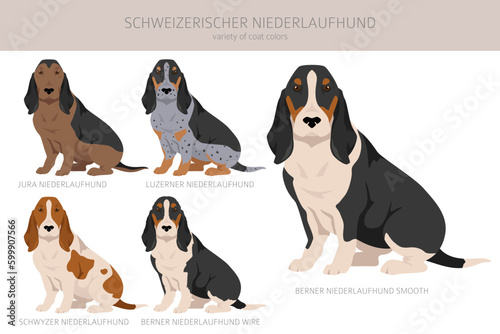 Schweizerischer Niederlaufhund, Small swiss hound clipart. All coat colors set.  All dog breeds characteristics infographic