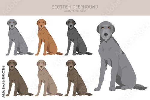Scottish deerhound clipart. Different poses, coat colors set