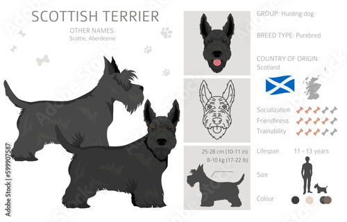 Scottish terrier dogs in different poses and coat colors. Adult and puppy scottie set
