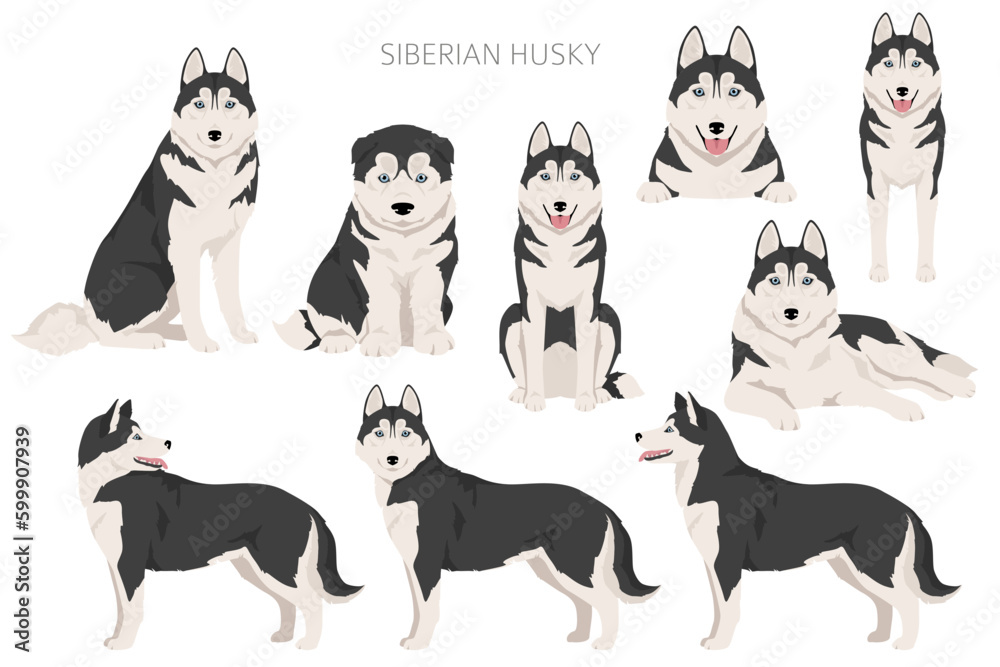 Siberian Husky clipart. All coat colors set.  All dog breeds characteristics infographic