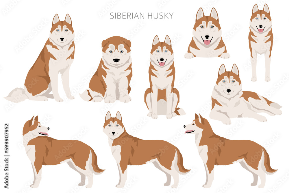 Siberian Husky clipart. All coat colors set. All dog breeds characteristics infographic Siberian Husky clipart. All coat colors set. All dog breeds characteristics infographic