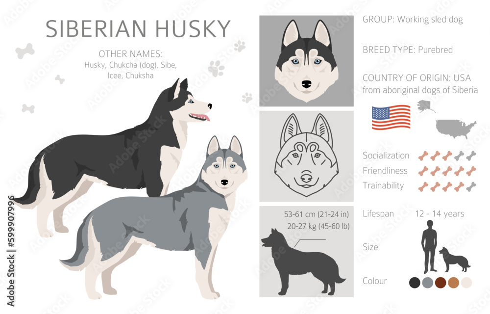 Siberian Husky clipart. All coat colors set. All dog breeds ...