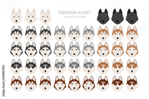 Siberian Husky clipart. All coat colors set.  All dog breeds characteristics infographic