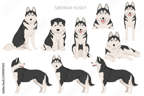 Siberian Husky clipart. All coat colors set.  All dog breeds characteristics infographic photo