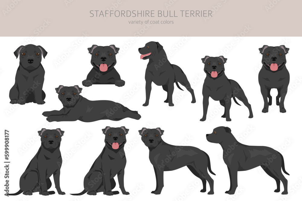 Staffordshire bull terrier. Different variaties of coat color bully dogs set