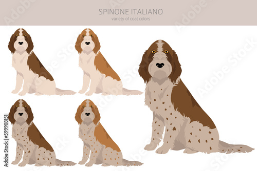 Spinone Italiano coat colors, different poses clipart