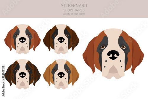 St Bernard shorthaired coat colors, different poses clipart