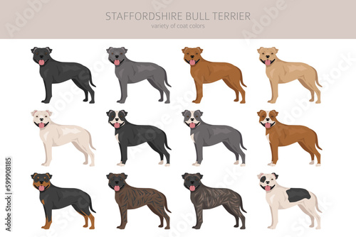 Staffordshire bull terrier. Different variaties of coat color bully dogs set