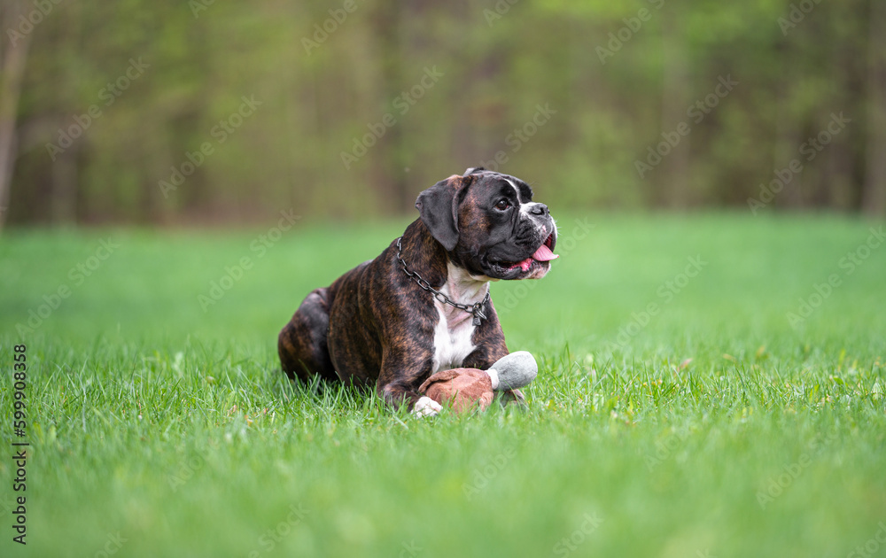 Cute brindle Boxer dog outdoor with natural ears and tail portrait Cute brindle Boxer dog outdoor with natural ears and tail portrait