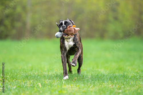 Cute brindle Boxer dog outdoor with natural ears and tail jumping and playing