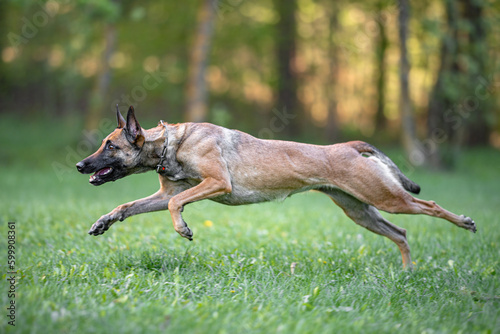 Powerful Belgian Shepherd Malinois  running and playing outdoor on the grass  green background