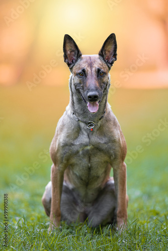Belgian Shepherd Malinois dog outdoor sits on the grass and warm sunset behind her