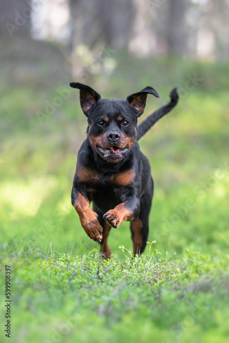 Cute black and tan Rottweiler jumping and running on the ground in the blueberry bushes in the forest outdoor