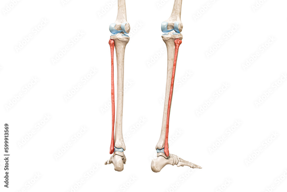 Fibula bones rear view in red color 3D rendering illustration isolated ...
