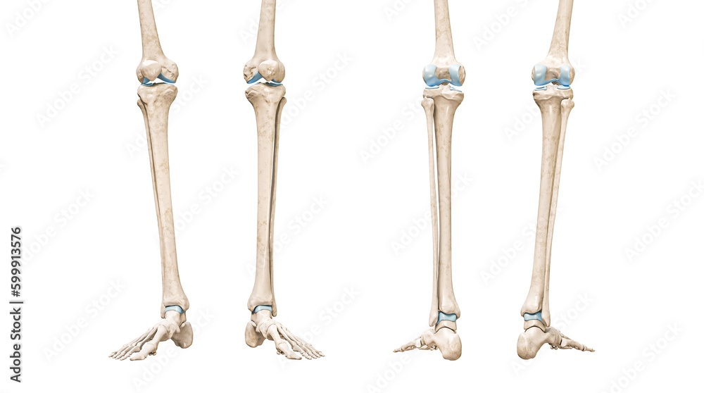 Tibia or shin bone front and rear views 3D rendering illustration isolated on white with copy space. Human skeleton and leg anatomy, medical diagram, osteology, skeletal system concepts. - obrazy, fototapety, plakaty 
