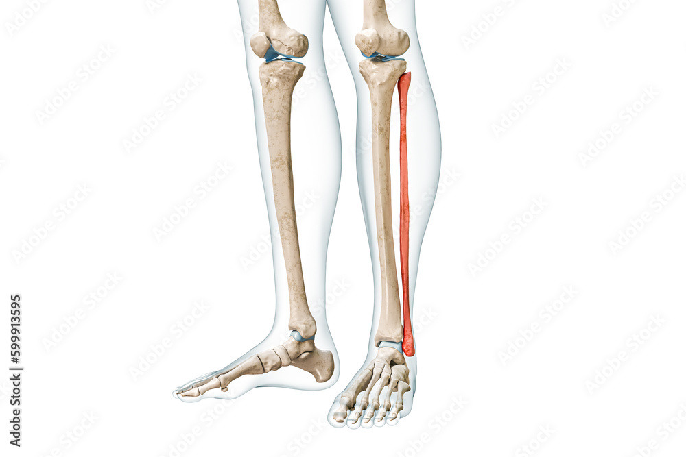 Fibula bone front view in red color with body 3D rendering illustration isolated on white with copy space. Human skeleton, leg and calf anatomy, medical diagram, skeletal system concepts. Fibula bone front view in red color with body 3D rendering illustration isolated on white with copy space. Human skeleton, leg and calf anatomy, medical diagram, skeletal system concepts.