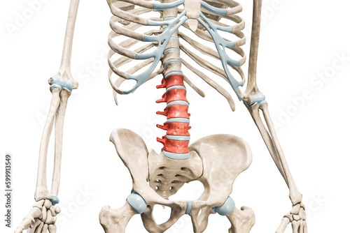 Lumbar vertebrae in red color 3D rendering illustration isolated on white with copy space. Human skeleton and spine anatomy, medical diagram, osteology, skeletal system concepts.