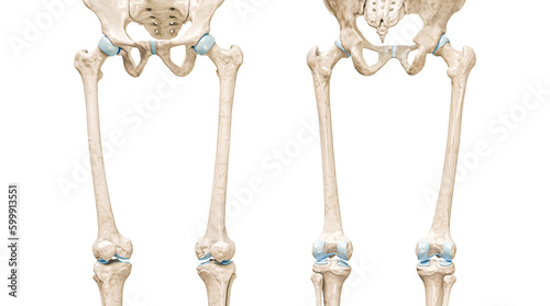 Femur or thighbone front and rear views 3D rendering illustration isolated on white with copy space. Human skeleton and leg anatomy, medical diagram, osteology, skeletal system concepts.