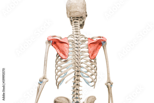 Scapula or shoulder blade bones in red color 3D rendering illustration isolated on white with copy space. Human skeleton or skeletal system anatomy and medical diagram concepts.