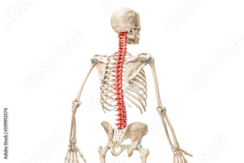 Vertebrae of the spine in red color back view 3D rendering illustration isolated on white with copy space. Human and backbone anatomy, blank medical diagram, skeletal system concepts.