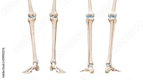 Tibia or shin bone front and rear views 3D rendering illustration isolated on white with copy space. Human skeleton and leg anatomy, medical diagram, osteology, skeletal system concepts. photo