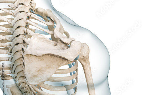 Scapula, humerus and clavicle bones top view 3D rendering illustration isolated on white with copy space. Human skeleton and shoulder girdle anatomy, medical diagram, skeletal system concepts. photo