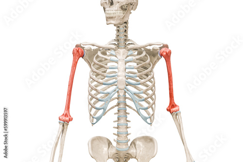 Humerus arm bone in red color 3D rendering illustration isolated on white with copy space. Human skeleton anatomy, medical diagram, osteology, skeletal system, science, biology concepts.