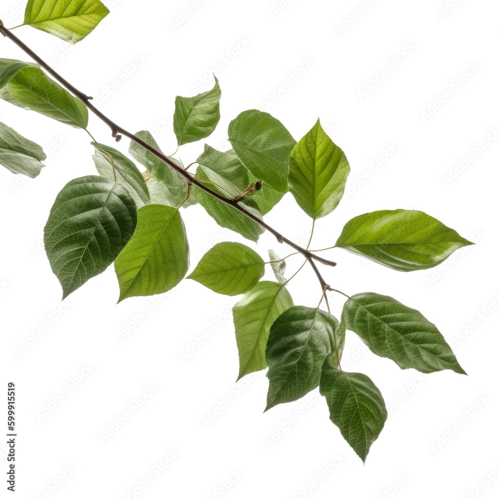 Naklejka premium Tree branch with green leaf. Transparent isolated background. AI generated
