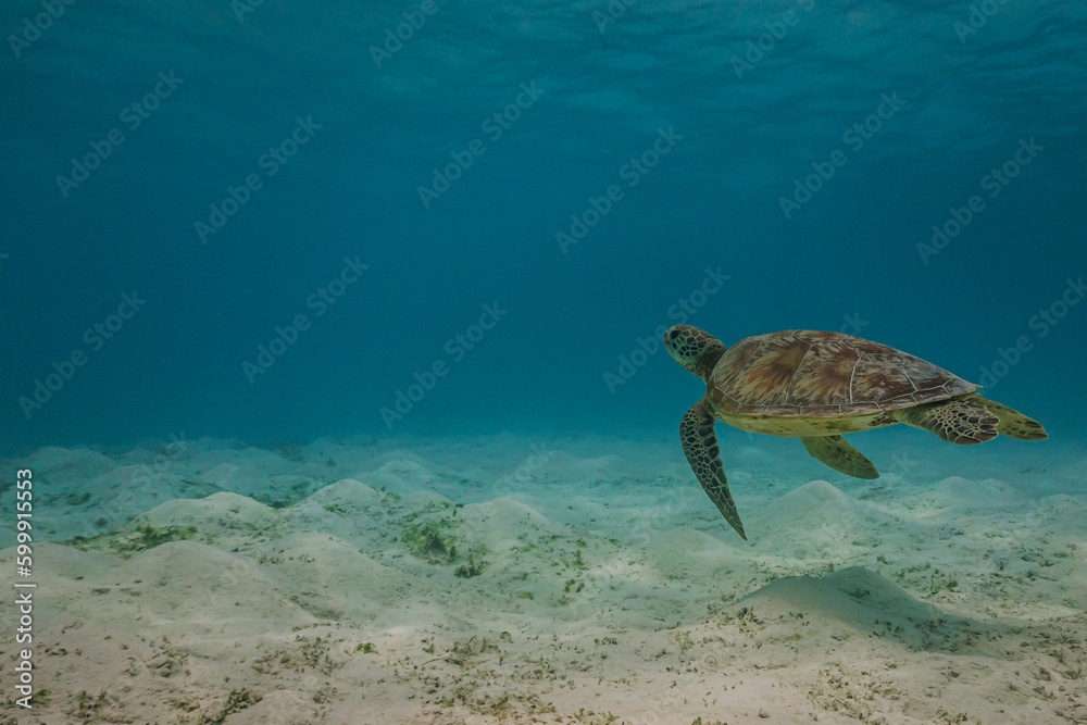 sea turtle cruises in the warm waters of the Indian Ocean in the Maldives