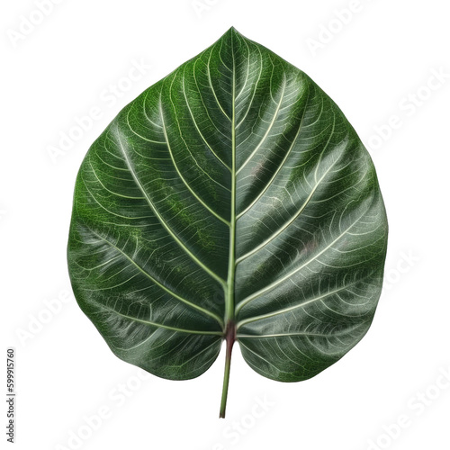 Tropical leaf. Transparent isolated background. AI generated