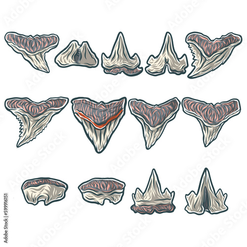 shark tooth megalodon vector 3