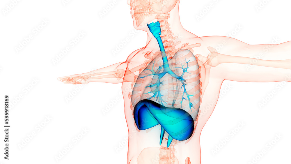 Human Respiratory System Lungs with Diaphragm Anatomy - obrazy, fototapety, plakaty 