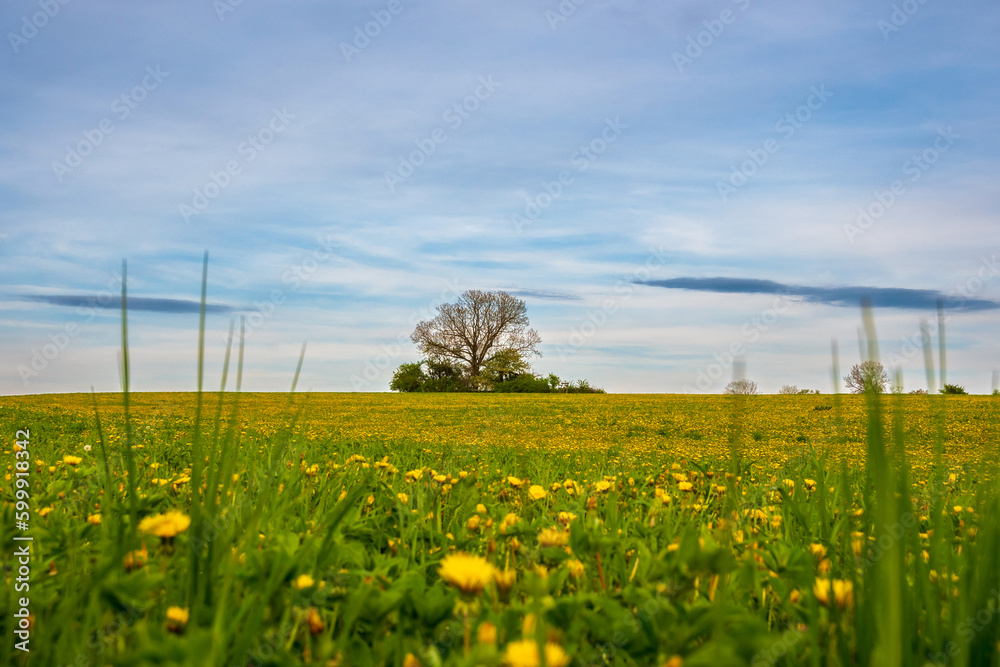 Fototapeta premium field with dandelions