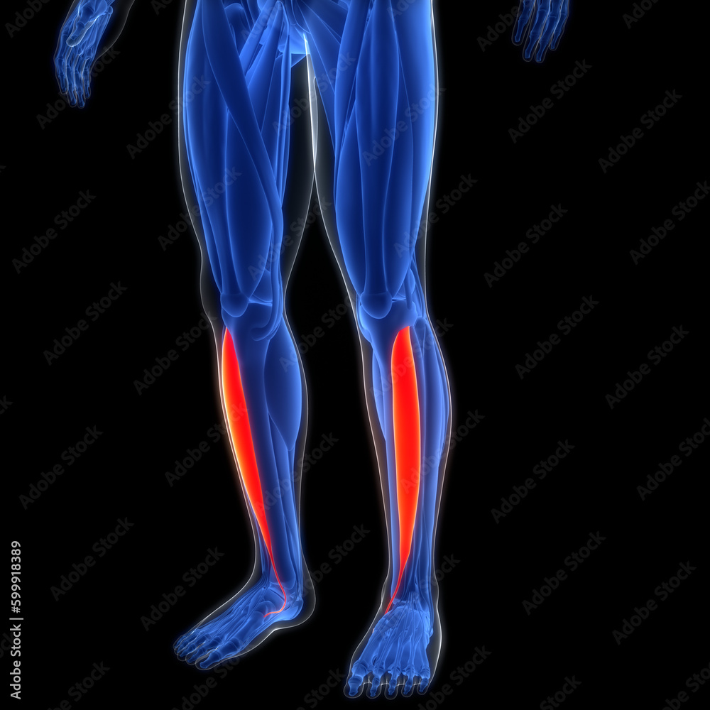 Human Muscular System Leg Muscles Tibialis Anterior Muscles Anatomy ...