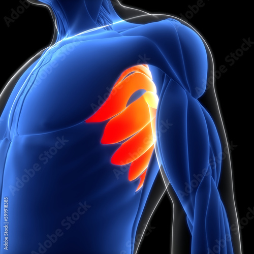 Human Muscular System Serratus Anterior Muscles Anatomy photo