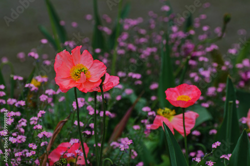 pink poppy flowers © UA_Color