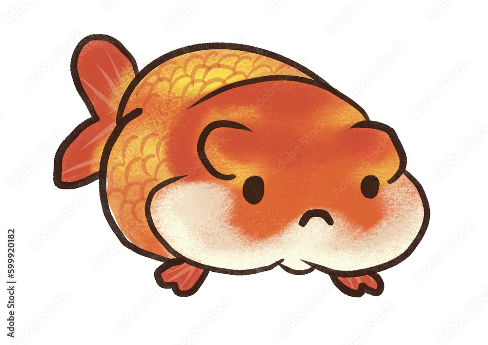 Ranchu goldfish chubby Ranchu goldfish chubby