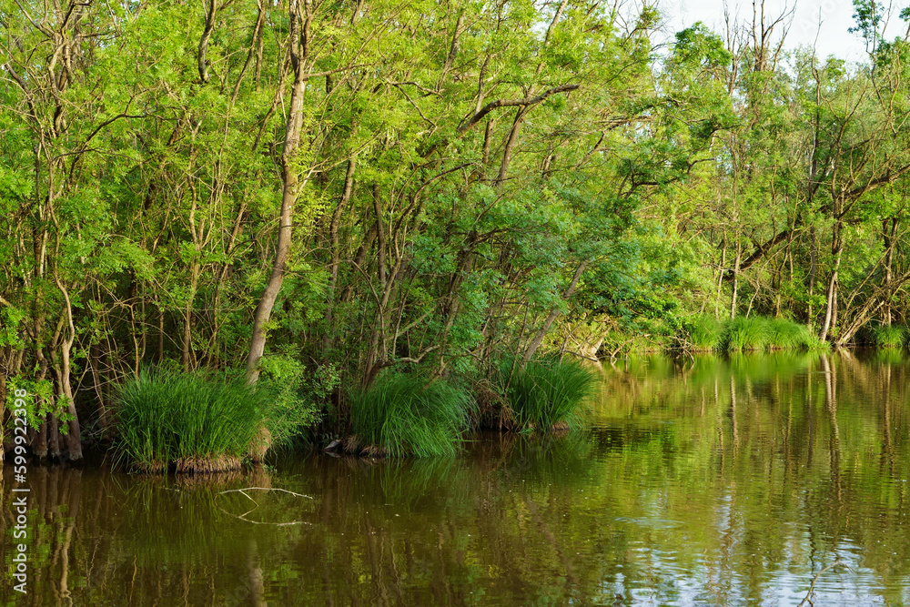 Oasis of Punte Alberete - freshwater wetland stretching for about 190 hectares, still characterised by an ancient geomorphology Oasis of Punte Alberete - freshwater wetland stretching for about 190 hectares, still characterised by an ancient geomorphology