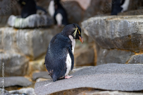 Southern Rockhopper Penguin Checking Their Blind Spot