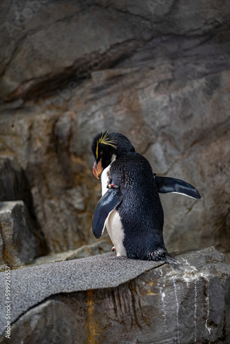 Southern Rockhopper Penguin Osaka Aquarium Kaiyukan